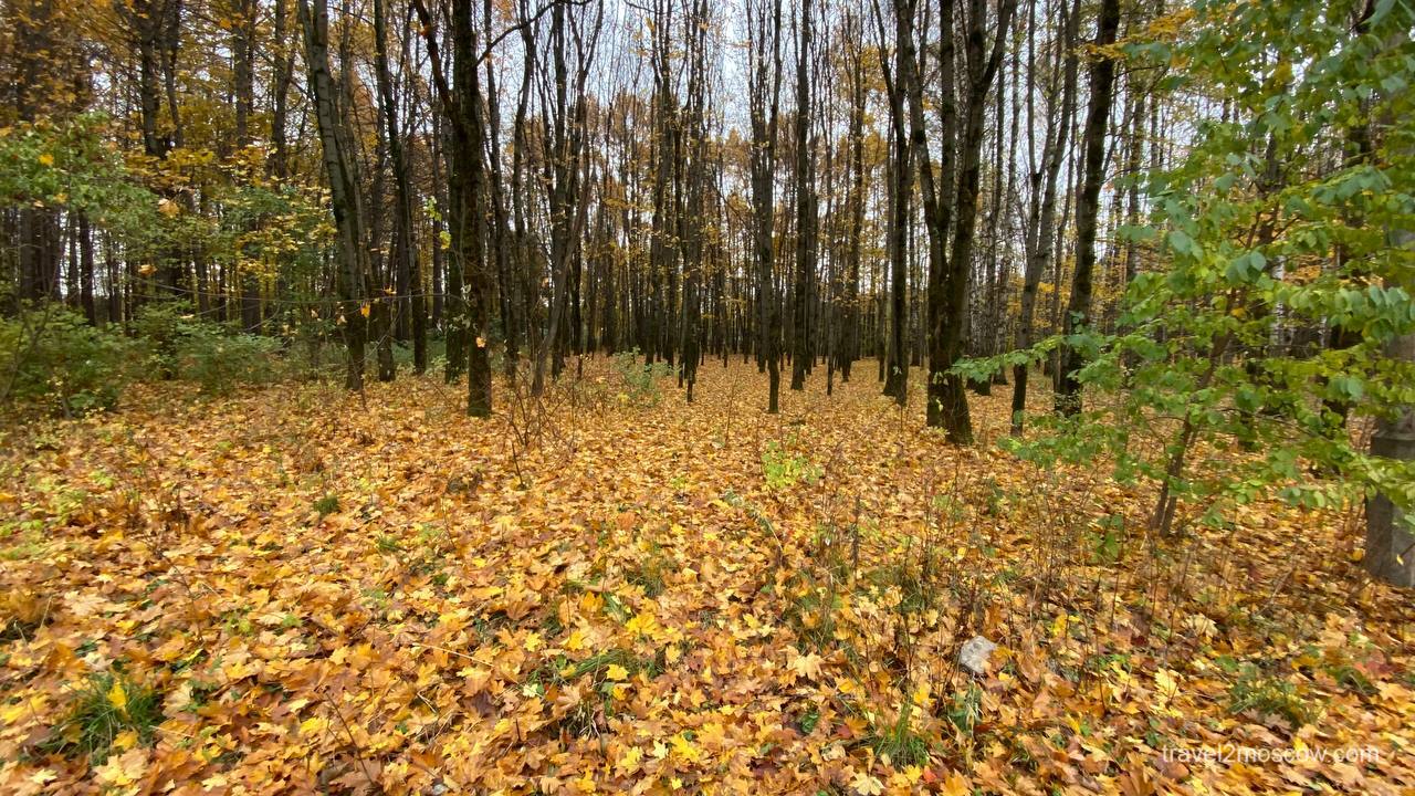 вход в Мещерский лес