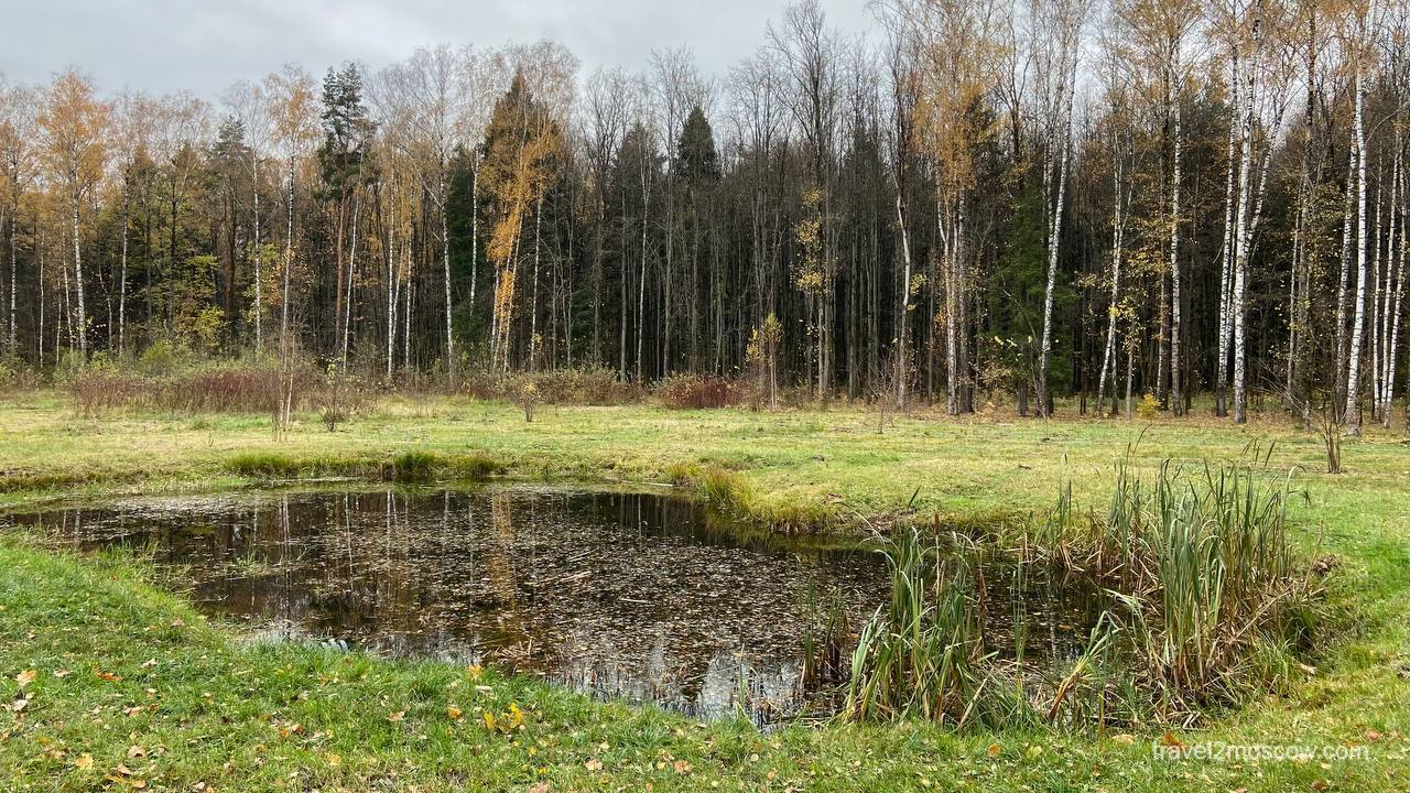 Мещерский лес