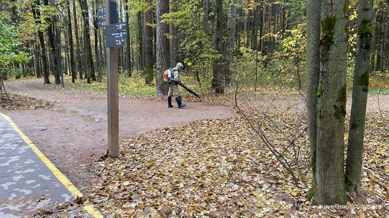 Мещерский лес
