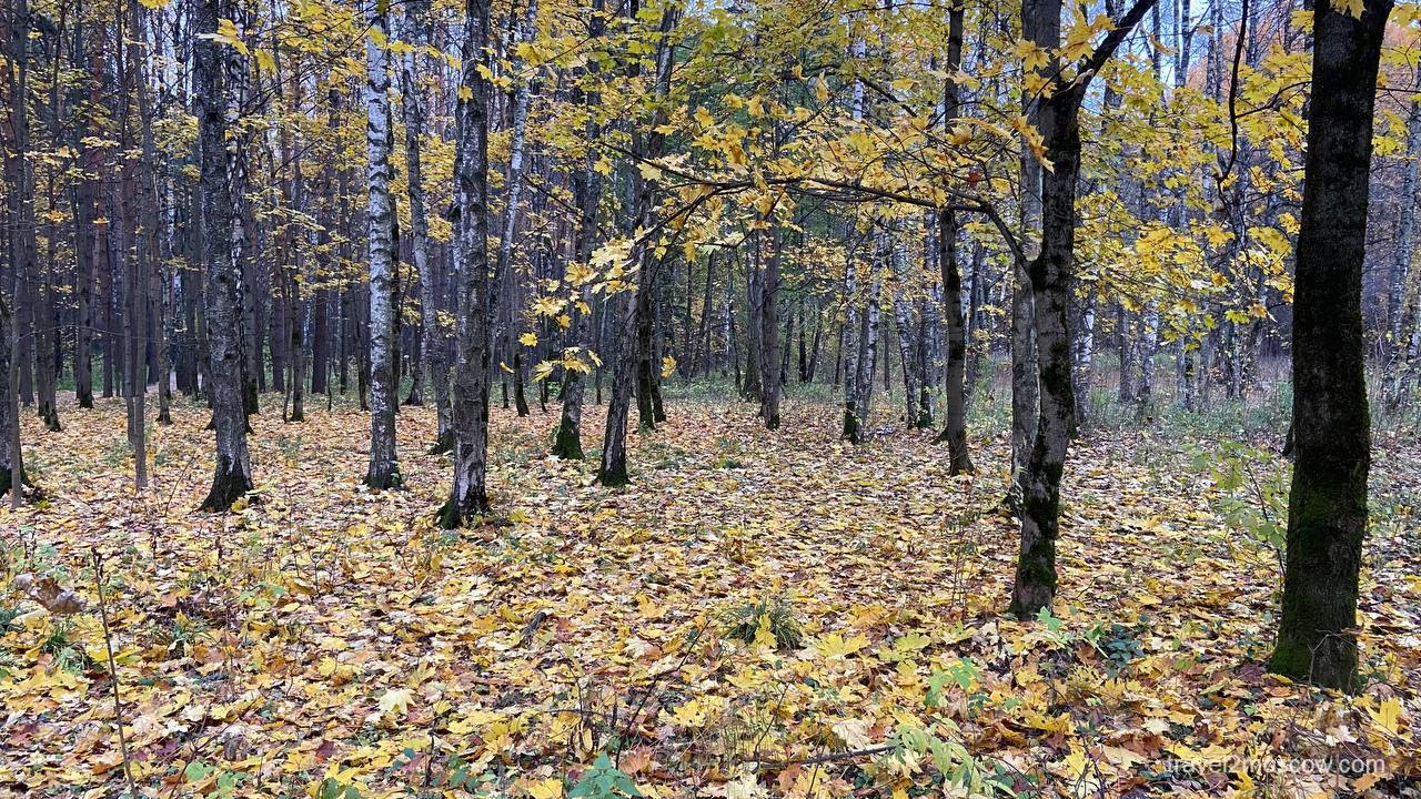 Мещерский лес