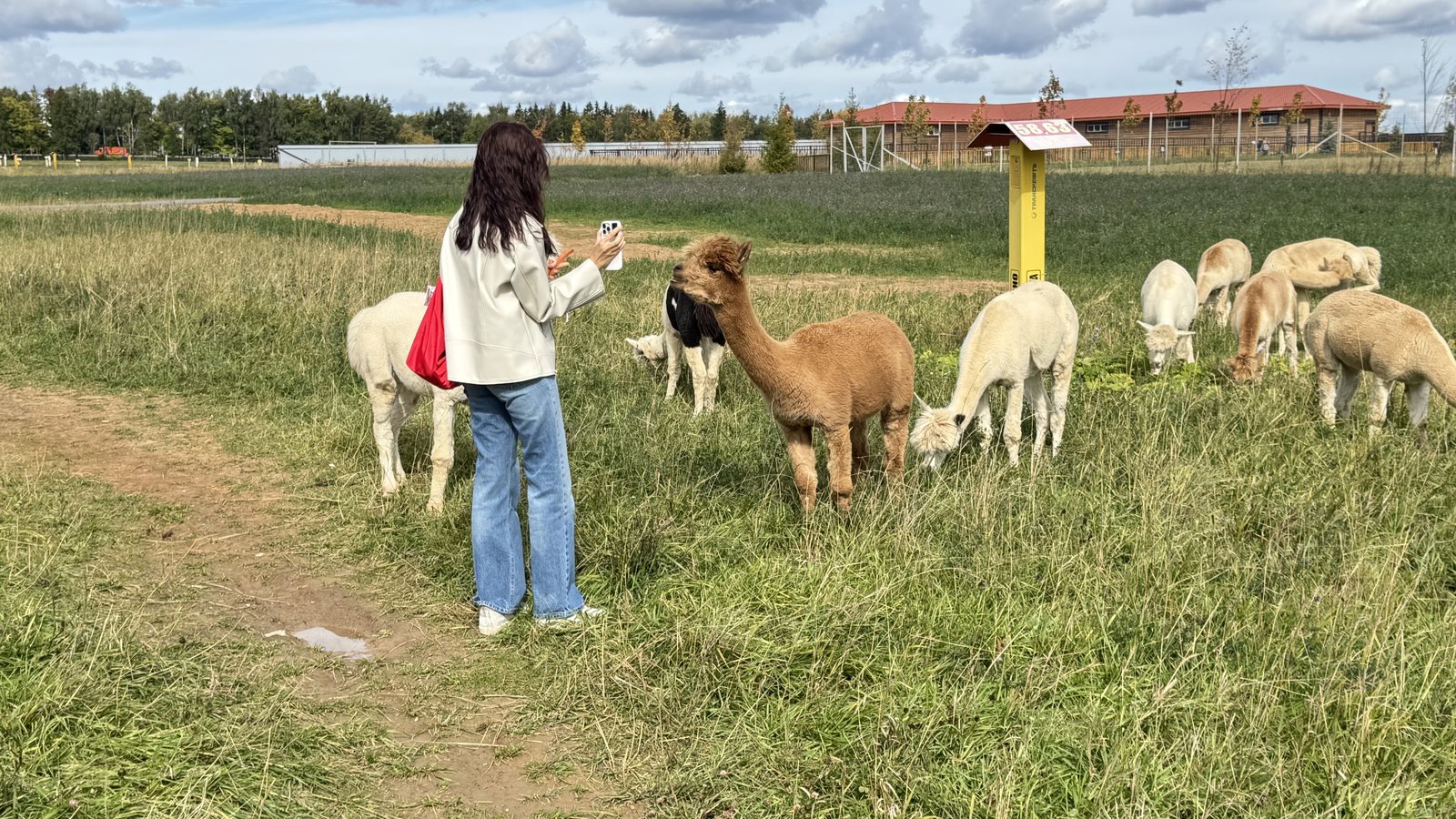 Альпаки на открытом лугу сафари-парка: к посетителю подходит бурая альпака, рядом пасутся белые.