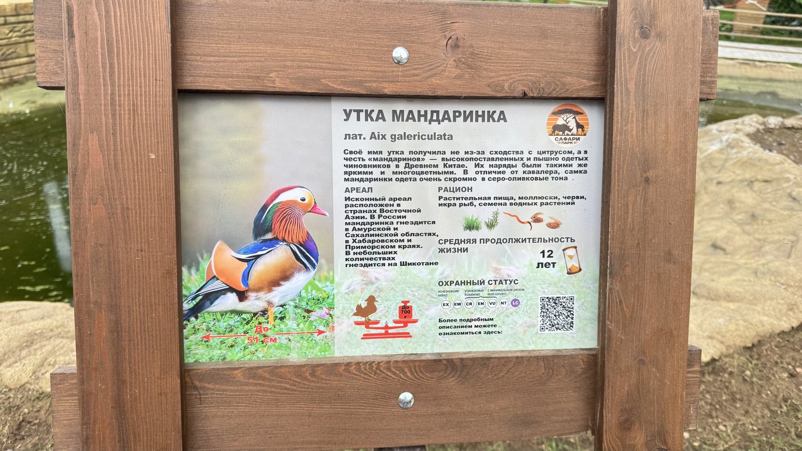 Информационный стенд «Утка мандаринка» с рисунком селезня, данными о размере, весе, рационе и ареале.