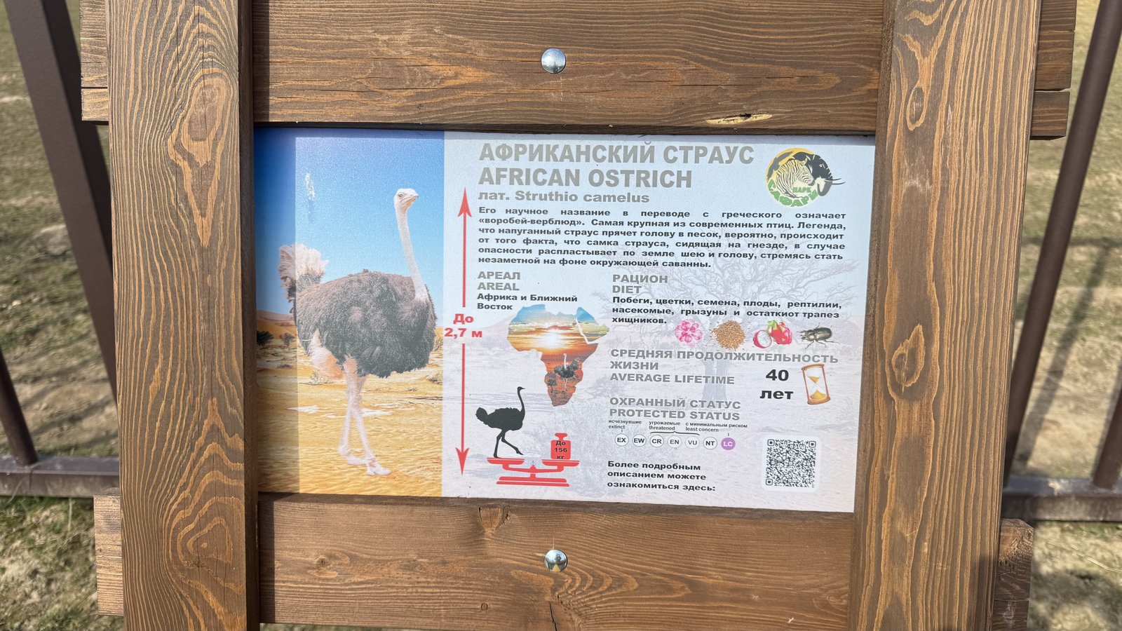 Информационный стенд «Африканский страус» с фотографией птицы, данными о росте, весе, рационе и ареале.